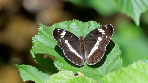 White admiral butterfly sitting on a leaf by Carl Graef