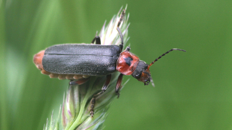 Cantharis rustica, a black and red soldier beetle with a black, heart-shaped mark on its red pronotum, rests on a grass seedhead