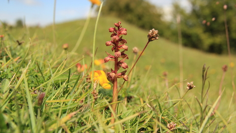A frog orchid rises from a grassy mound, with the grassland sloping up to a hedge in the distance. The orchid has bulbous reddish flowers groing from a central stalk