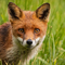 Red fox looking straight at the camera - orange/red fur and white lower half of the face and chest by Rebekah Nash