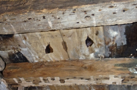 Lesser horseshoe bats roosting in Papermill Cottage by Dom Cragg