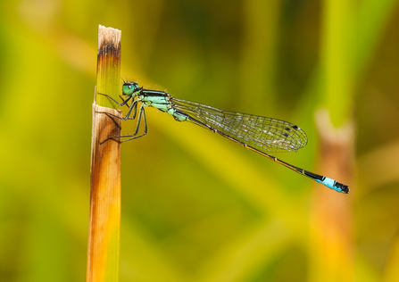 Blue-tailed damselfly on a broken stem by Peter Smith