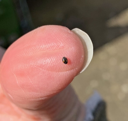 Four-spotted ladybird on a thumb by Anne Williams