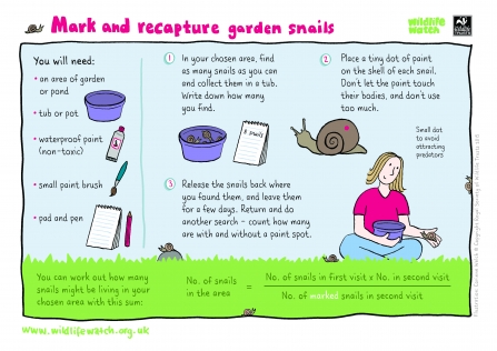 Instruction for marking and recapturing snails