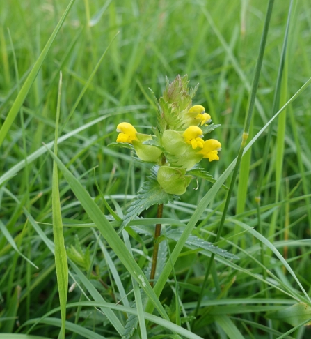 Yellow Rattle by Jasmine Walters
