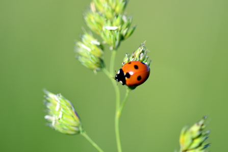 7 spot ladybird by Rosemary Eustace