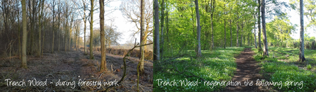 Trench Wood forestry work before and after by Dominique Cragg