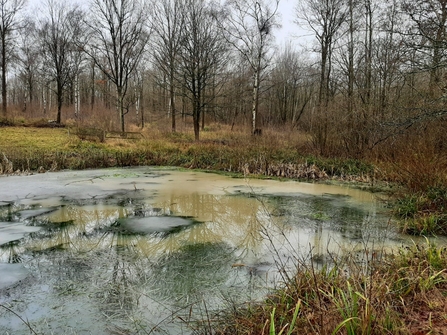 Pond at Trench Wood - Crassula and ice are visible by Ruthie Cooper
