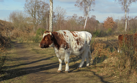 Brown and white shaggy cow standing on a path through heathland habitat (brown bracken behind it and silver trunks of birch trees in the background) by Amy Fleming