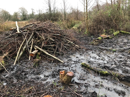 A pile of brash alongside mud and a coppiced stump