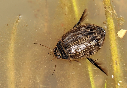 Lesser diving beetle (black and gold mottled colouring with 'hairy' hind legs) by Nick Button