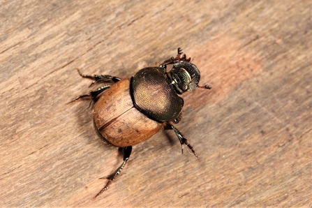 Onthophagus coenobita (rounded body with dark bronze head and thorax with lighter bronze wing cases) by Nick Button