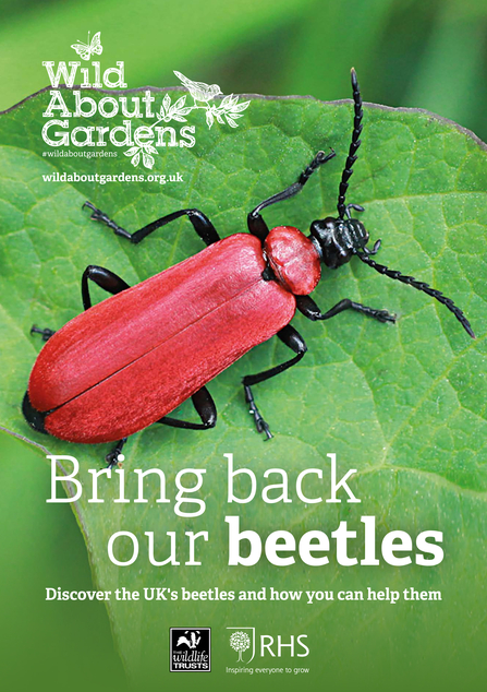 Front cover of 'Bring back our beetles' Wild About Gardens booklet showing a black-headed cardinal beetle sitting on a green leaf