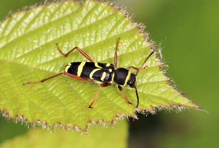 Wasp beetle (long, black body with yellow stripes and orangey-red legs) by Nick Button
