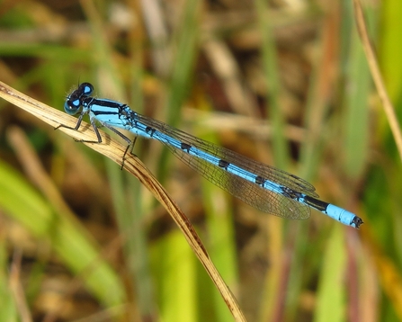 Common blue damselfly (blue with black markings) by Mike Averill