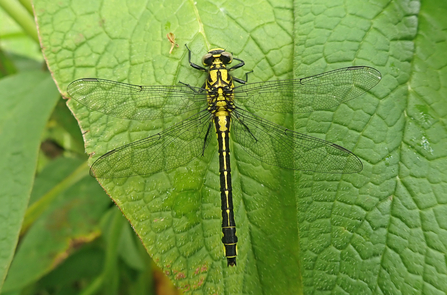 Common clubtail dragonfly (yellow with black markings) sitting on leaf by Brett Westwood