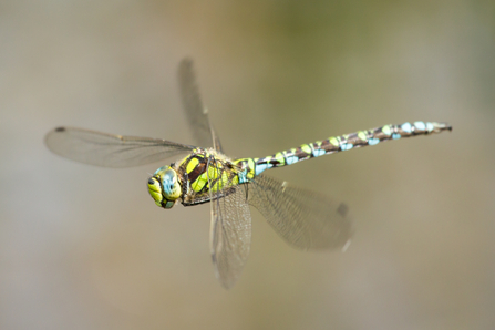 Southern hawker dragonfly in flight by Jonathan Cartwright