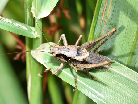 Dark bush-cricket by Gary Farmer