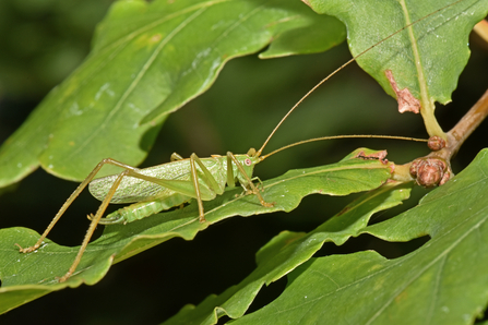 Oak bush-cricket sitting on a leaf by Gary Farmer