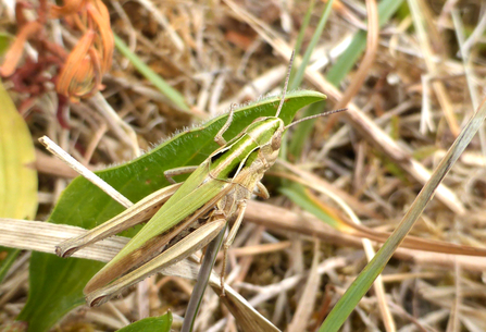 Common green grasshopper amongst grass by Gary Farmer
