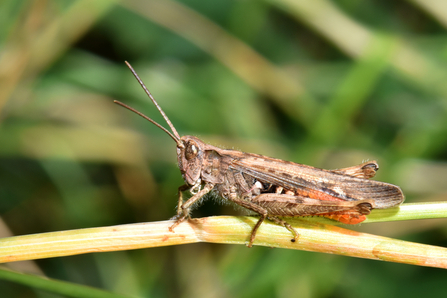 Field grasshopper sitting on a stem by Gary Farmer