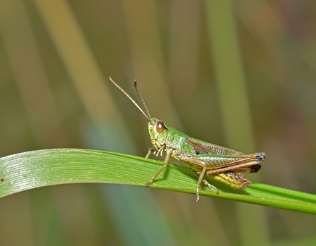 Meadow grasshopper sitting on a grass stem by Gary Farmer