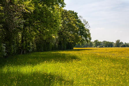 Monkwood trees on the left hand side with buttercups in a Green Farm field to the right, stretching off into the distance by Paul Lane