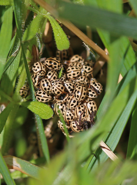 16-spot ladybirds huddled together in low vegetation by Wendy Carter
