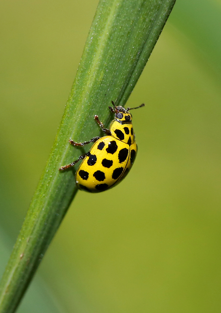 22-spot ladybird - yellow with black spots - walking up a grass stem by Jon Hawkins/SurreyHillsPhotography