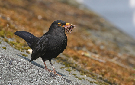 Blackbird standing on a shed roof with a beakful of worms by Wendy Carter