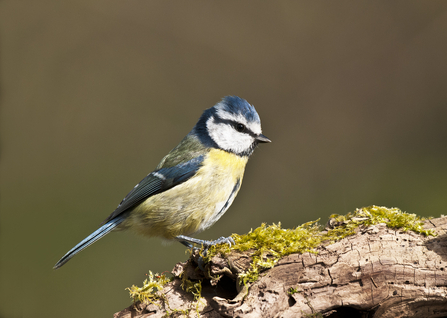 Blue tit sitting on a piece of dead wood with moss on it by Bob Tunstall