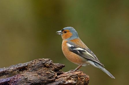 Chaffinch standing on a piece of dead wood by John Caswell