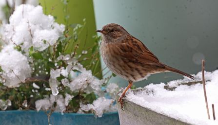 Dunnock sitting on a plant pot in the snow by Wendy Carter