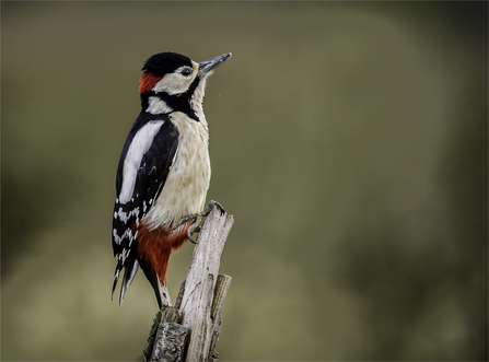 Great spotted woodpecker sitting at the top of a broken trunk by Brian Eacock