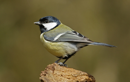 Great tit standing on a piece of dead wood by John Caswell
