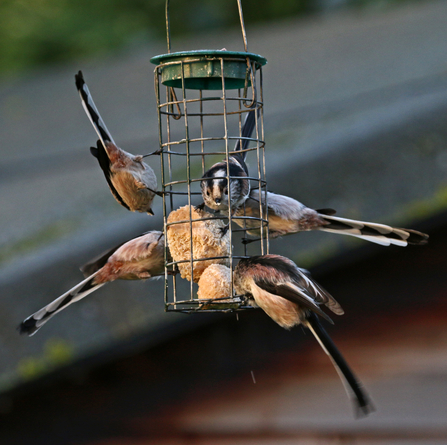 Five long-tailed tits on a fat ball feeder in a garden by Wendy Carter