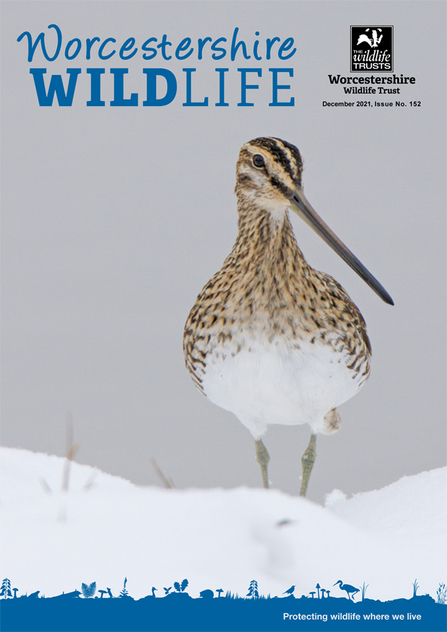 Front cover of Worcestershire Wildlife magazine winter 2021 issue with a snipe in snow (photo by Pete Walkden)