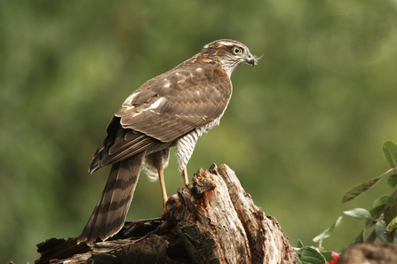 Sparrowhawk on the remains of a tree trunk by Rosemary Morris