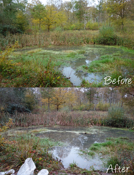 Two photos showing a pond before Crassula was removed and afterwards by Meg Cotterrell