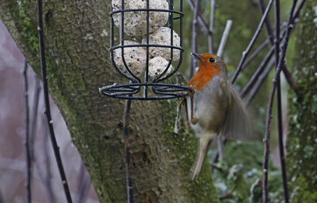 Robin (a bird with a red breast, edged with grey, and brown wings) hanging off a fat ball feeder by Wendy Carter