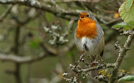 Robin (a bird with a red breast, edged with grey, and brown wings) sitting in a tree singing by Wendy Carter