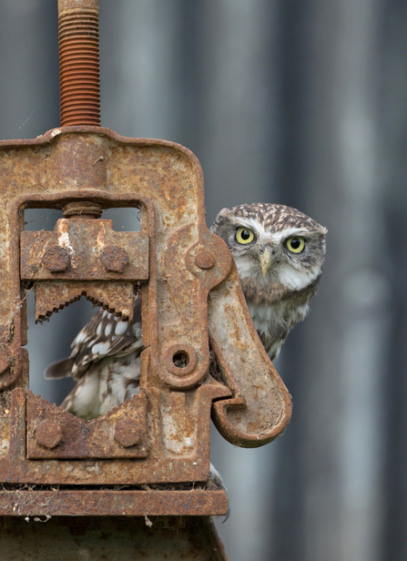 Little owl peeking from behind a metal farmyard structure by Pete Walkden