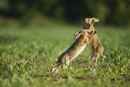 Two brown hares boxing in a field by Elliott Neep