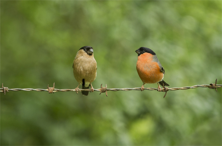 Two bullfinches (female on left and male on right) sitting on a length of barbed wire by Brian Eacock