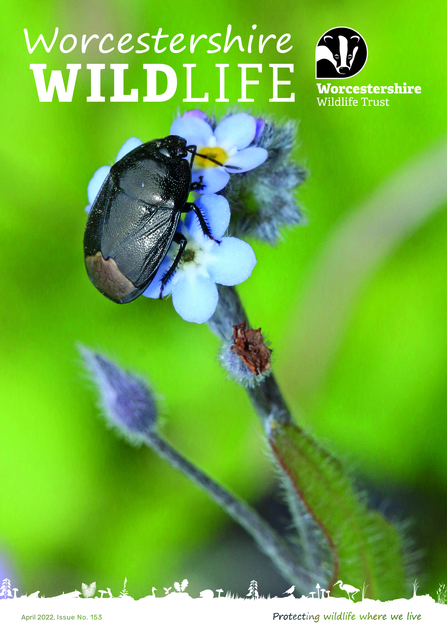 Front cover of magazine with logo and words 'Worcestershire Wildlife', the photograph is a forget-me-not shieldbug on a forget-me-not by Wendy Carter
