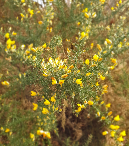 Yellow flowers of gorse with spiky green leaves by Lydia Rackham