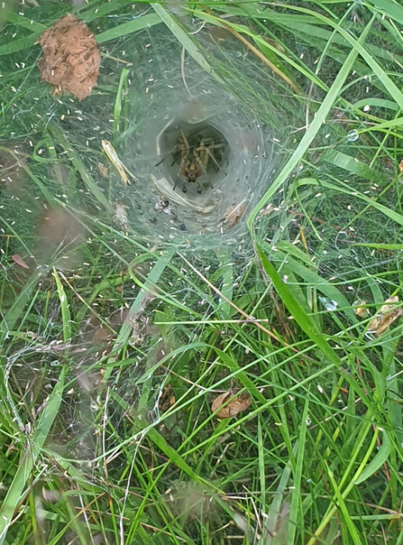 Labyrinth spider sitting in the funnel of its web by Lydia Rackham