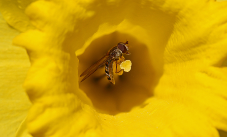 Marmalade hoverfly in the middle of a daffodil by Wendy Carter