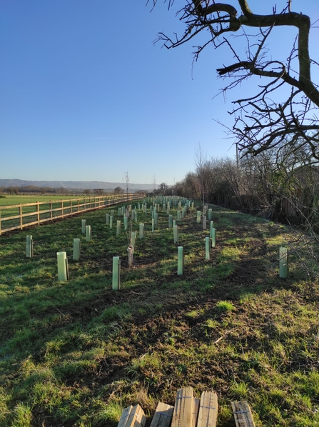 Newly planted trees as part of a Natural Networks project at Badsey and Aldington Parish Council