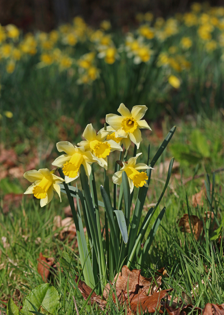 Clump of wild daffodils in the foreground with lots of daffodils (out of focus) in the background by Wendy Carter